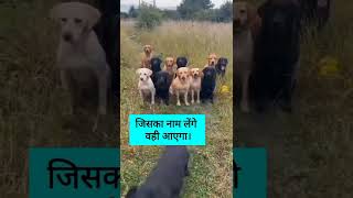 #क्यानहींकियाक्याकिया #व्हाट्सएप #व्रत #स्टेटस #dogs #doglover