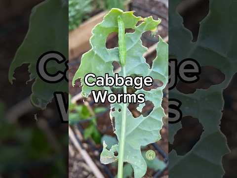 How to Get Rid of Cabbage Worms