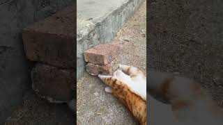 Lovely moments of the little orange cat  and cute little friends #237