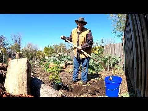 Bury A Chicken Under Your Fruit Tree And Something AMAZING Happens!