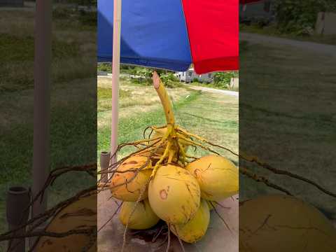 Caribbean life = Fresh coconut water on the side of the road #travel #caribbean #familytravel