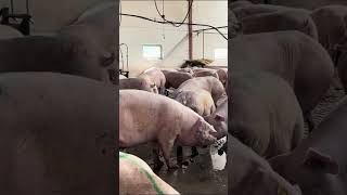 Pig Farm Life What You Need to Know #EpicFarm #FarmTips