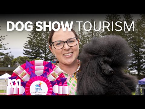 Tourism benefits as hundreds of dogs compete in dog show in Bermagui 🐩 🐾 🐕 | ABC Australia