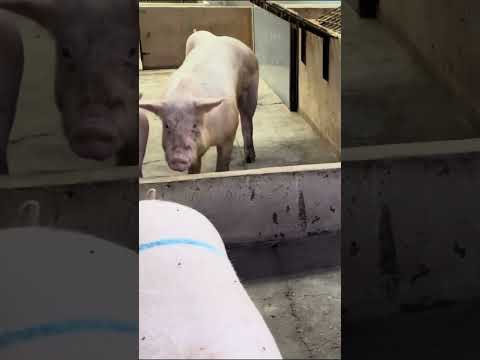 Epic Pig Farm Transformation #FarmTransformation #PigFarm