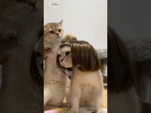 Try to Laugh Awesome Funny Pets Compelition #funny #funnypets #pets #cute #cat #viral