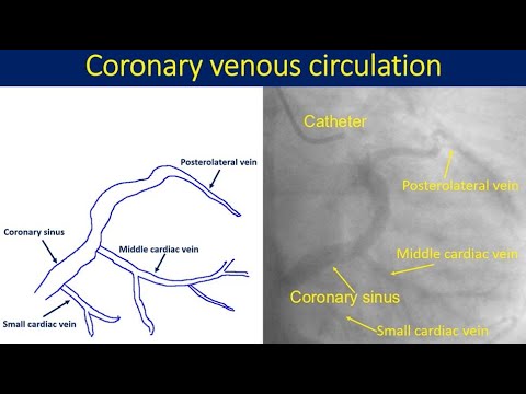 Coronary Venous Circulation