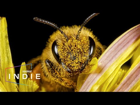 Short Film: The Hidden Reason Bees Are Being Wiped Out