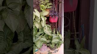 Winter season plants #shorts #videos#seasonalplants #youtubeshorts