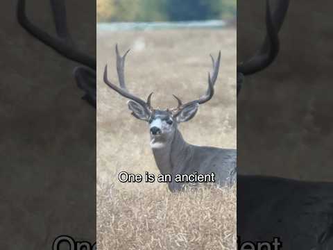 Today I shot the BIGGEST buck of my life! #shorts #hunting #outdoors