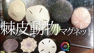 ガチャ「棘皮動物の裸殻」開封〔いきもん〕