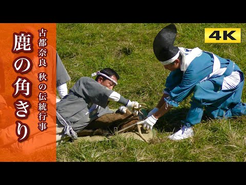 4K 鹿の角切り 奈良の伝統行事 2024.10 Deer-Antlers-Cutting Ceremony in Nara park