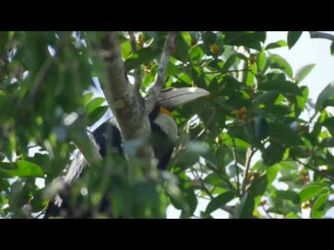 Wreathed Hornbill (Rhyticeros undulatus)