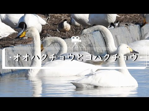 【野鳥解説】オオハクチョウとコハクチョウの見分け方