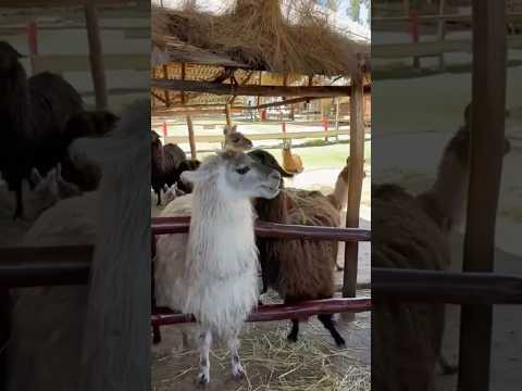 Peruvian alpaca lamas baby#peruvianmusic #llamas#entertainment#lamasinteractiva#animals#alpaca