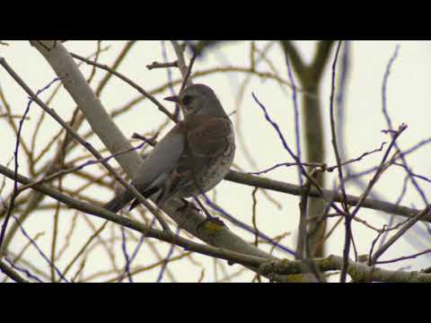 Fieldfare (Turdus pilaris)