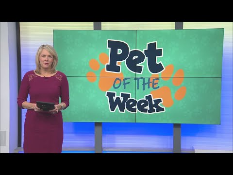 Pet of the Week: Playful Lucille