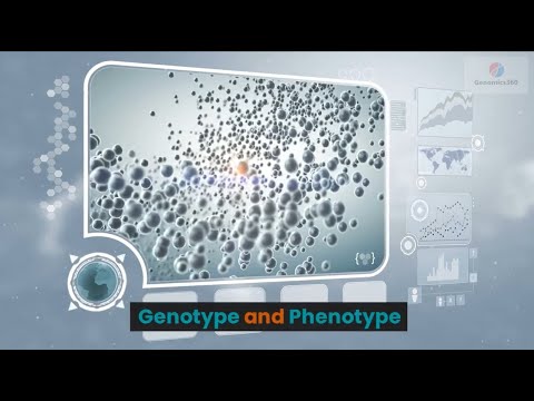 Genotype and Phenotype