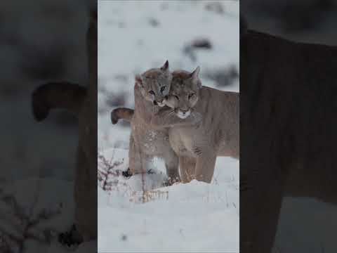 Born blind and deaf, puma cubs rely heavily on their mums to survive ﻿🤍 #Pumas #Shorts