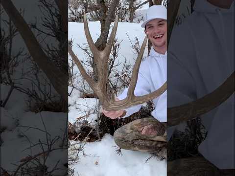 Giant brown mule deer shed I found back in 2019. #muledeer #shedhunt