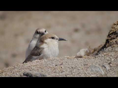 Hume's Ground Tit (Pseudopodoces humilis) Tso Kar, Ladakh.