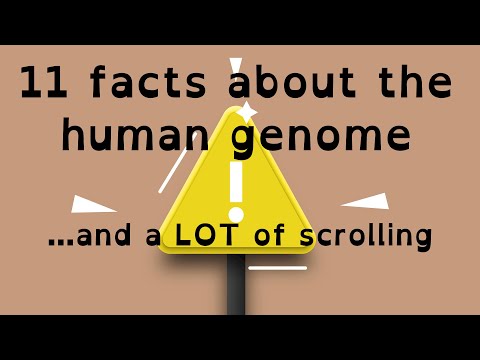 How long to scroll through the human genome? (feat. facts about the human genome)