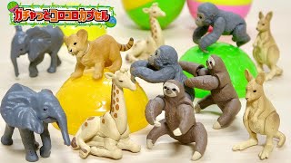 どの動物が出るかは お楽しみ! アニア ガチャっとコロコロカプセル 新商品のチャっとコロコロツリーを使って遊べます