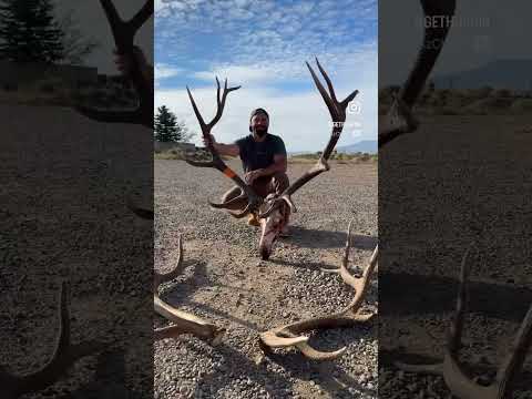 BIG BULL ELK 🔥 #hunting