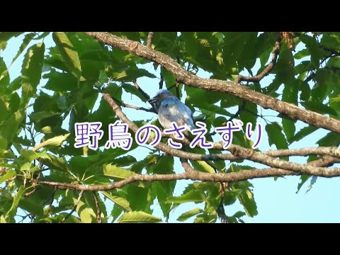 野鳥のさえずり