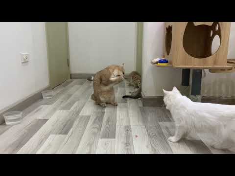 Funny Cats Try CATNIP for the first time 2023