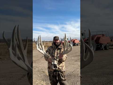 One Of The LARGEST DEAD HEADS Ever Found! #muledeer