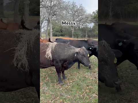 Food Fight. #cowsarecool #funnyanimalvideo #barnyard #cowvideo #funnycowvideo #funnycow #ranch