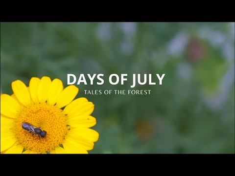 Hot, Dry, July | Colours Of Our Garden | # 19