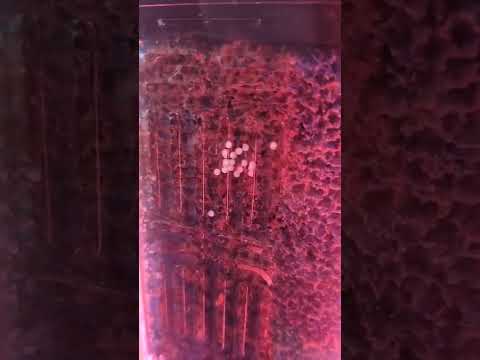 Corey catfish eggs she's just started laying sub and like to see how it all turns out