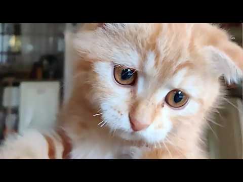 Cat Drops Bottle on Camera, Dogs Escape and MORE! 20 minutes of Cute Funny Animals 2024