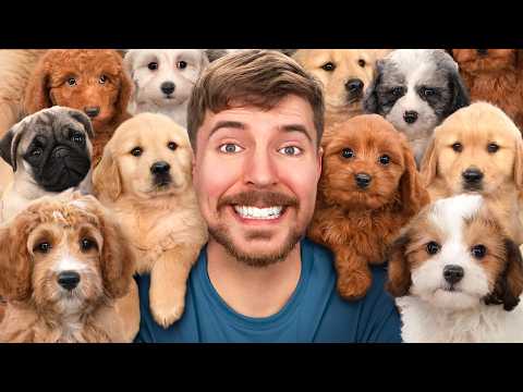 I Saved 100 Dogs From Dying