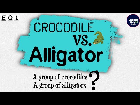 Crocodile vs Alligator