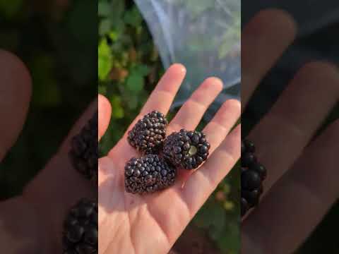 When we harvested 23 lbs of blackberries from our suburban backyard garden! #blackberries