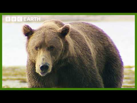 Grizzly Bear Bulking Season | Deep into the Wild | BBC Earth