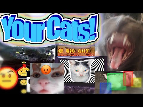 I Turned My Viewers Cats Into Memes