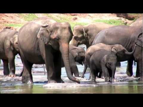 Elephant Orphanage in Sri Lanka