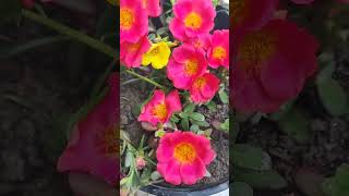 #seasonalplants #trending #shorts #viralvideo #flowers