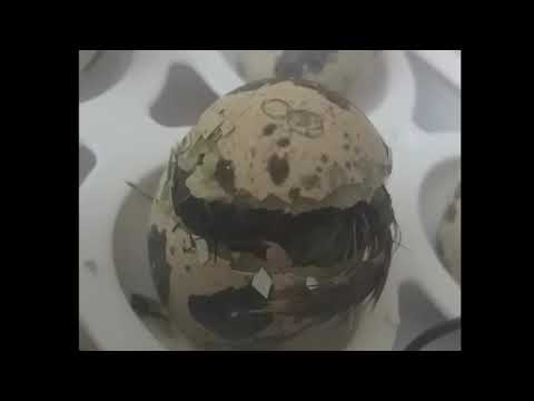 Quail Chick hatch