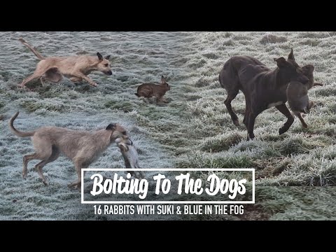 Bolting To The Dogs - 16 rabbits with Suki & Blue in the fog