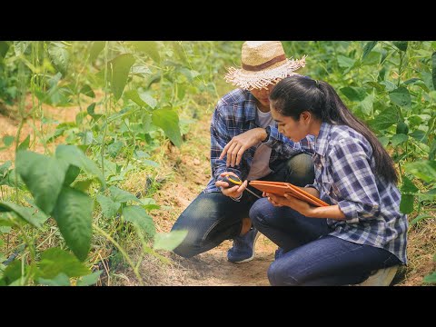 愛の花 - あいみょん（フル）NHK連続テレビ小説「らんまん」主題歌