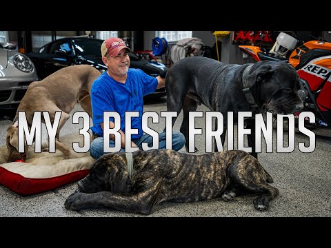 Life with 3 GIANT Dogs | Mastiffs & Weimaraner