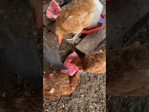 chickens vs. watermelon #backyardchickens #keepingchickenscool #raisingchickens #farmchores