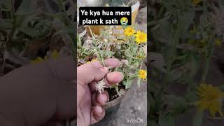 plant k sath kya hua #seasonalplant #gardening #garden #tarracegarden #flowers #plants #fertilizer