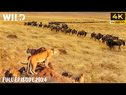 WILD SERENGETI | Clash for Survival in the Land of Predators | 4K Animal Documentary