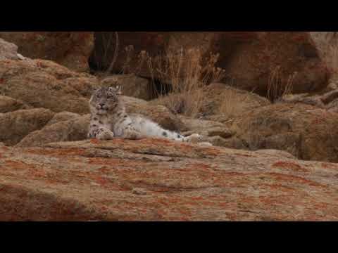 Snow Leopard, Saspotsey, Ladakh Feb 2018. (Short)