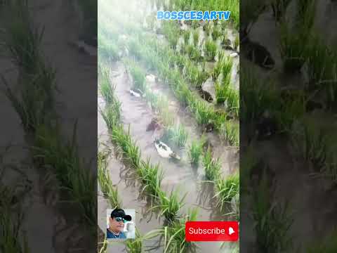 Duck rice farming system brings multiple benefits! #duck #rice #farming #creative #seedling #shorts